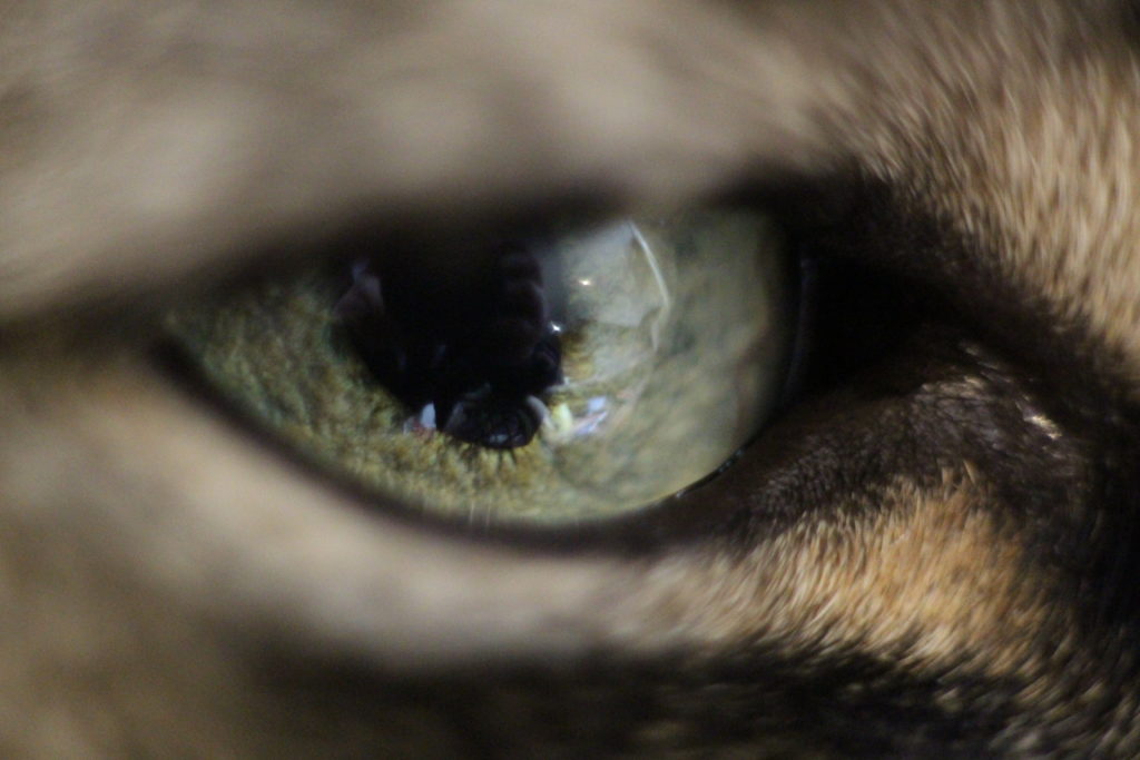 cats eye (macro)