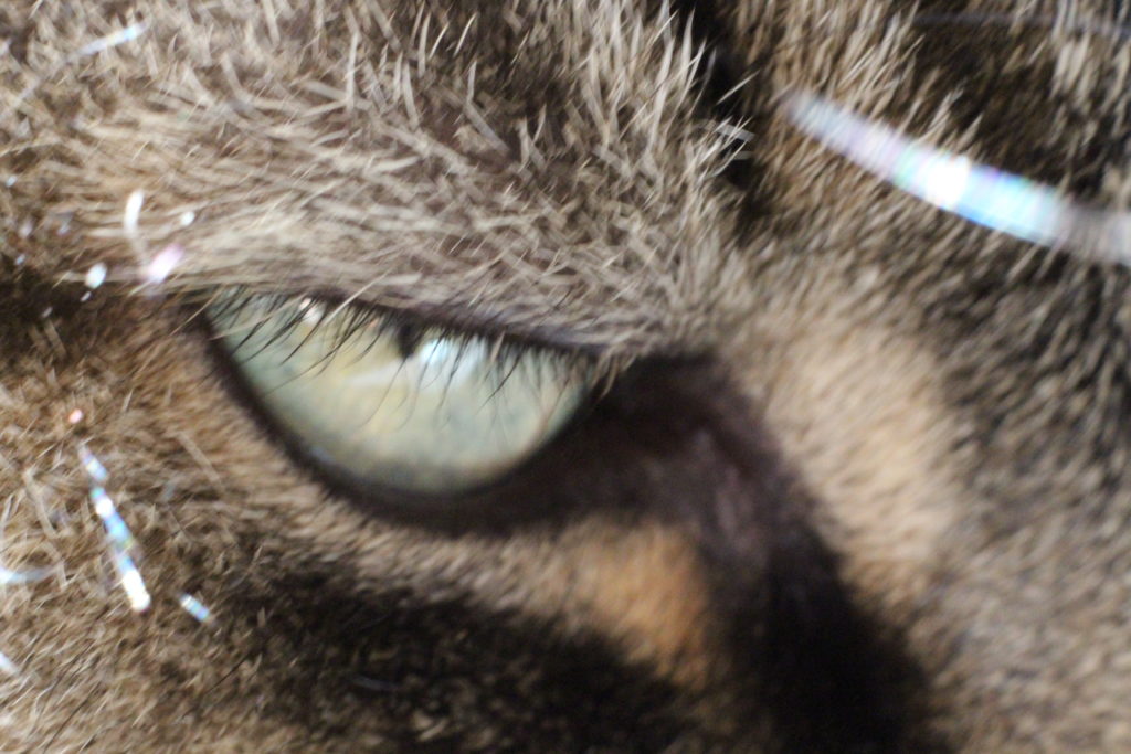 cats eye (macro)