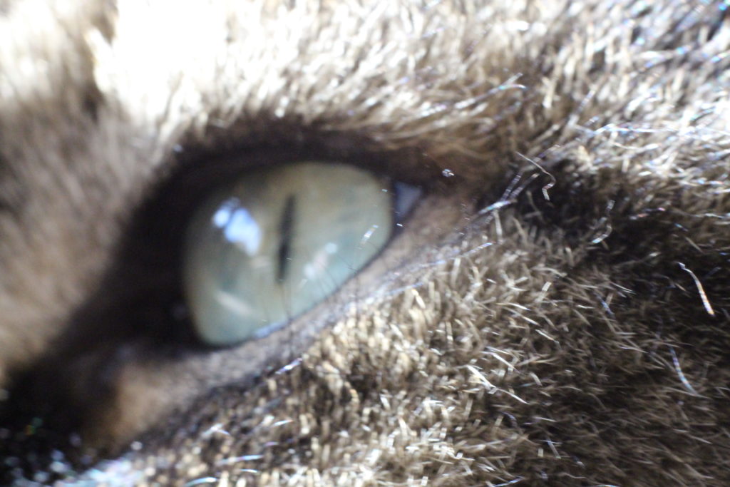 cats eye (macro)