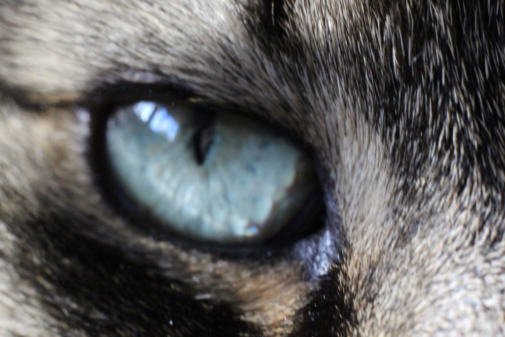 cats eye (macro)