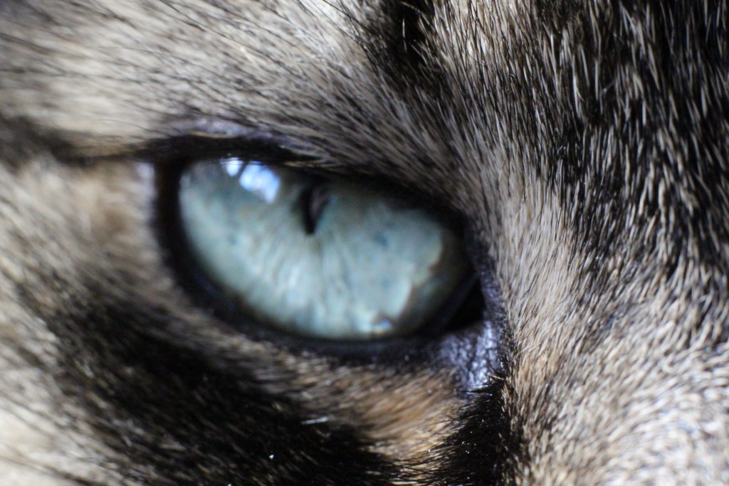 cats eye (macro)