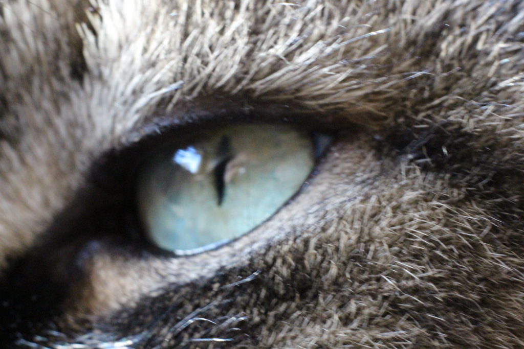 cats eye (macro)