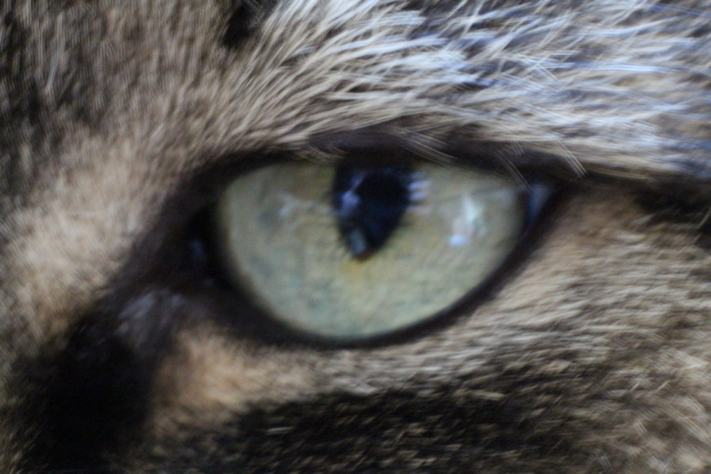 cats eye (macro)