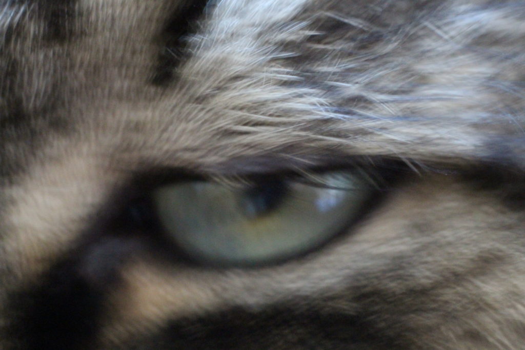 cats eye (macro)